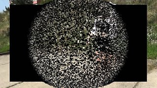 chocolate crushing outdoor