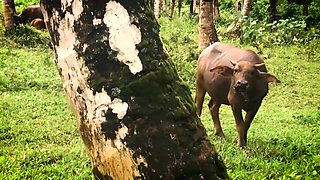 Derangé par un buffle en baisant